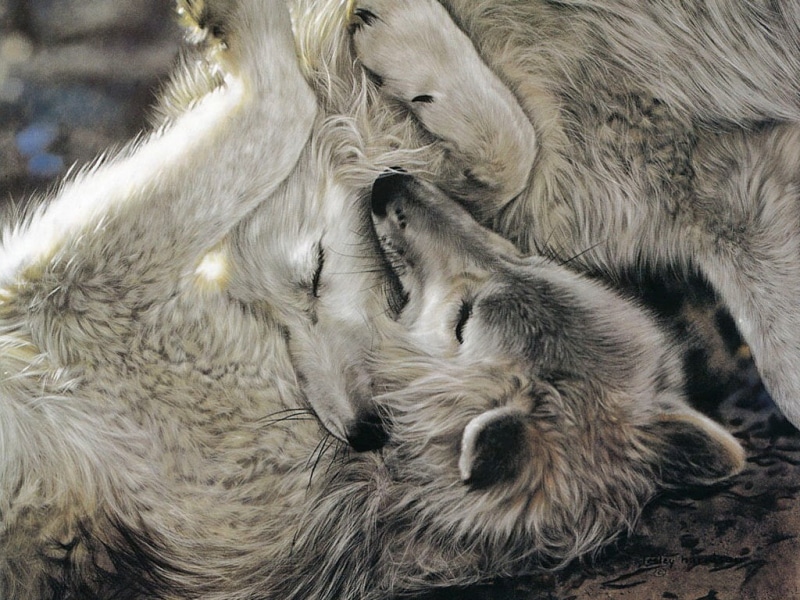 wolf, dogs, love, two, hd, animal, 480P, grey, wolfs, art, animals