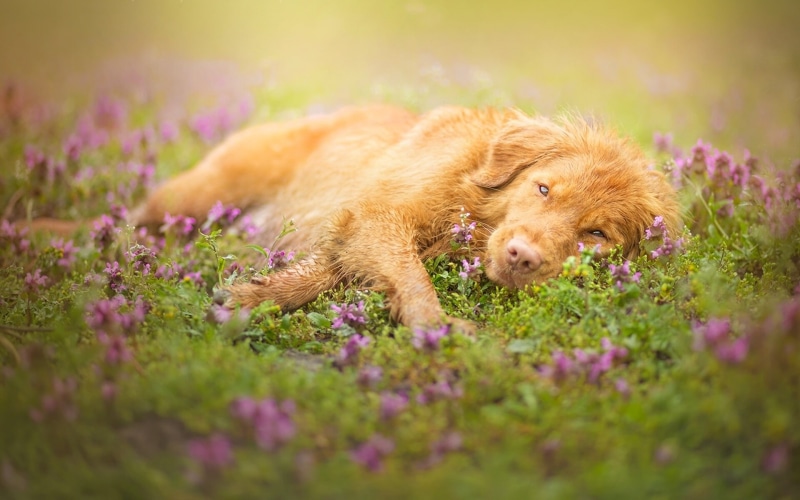 1080P, Color, Grass, Lying, Flowers, Brown, Dog