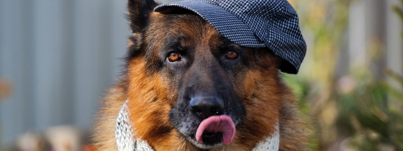 snout, tongues, hat, animal body part, animal mouth, facial expression, close-up, one animal, looking, mammal, vertebrate, tan, day, dog, animal nose, no people