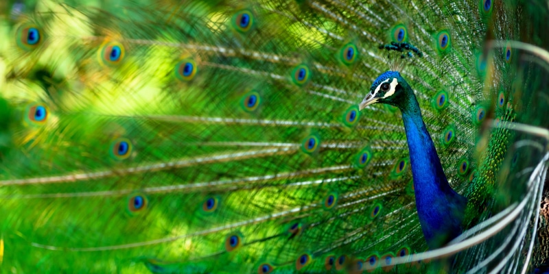 peacock, nikkor, tail, blue peacock, green, male Animal, green Color, multi Colored, display, Glorified, f/2.8, bokeh, feathers, feather, beak, blue, colors
