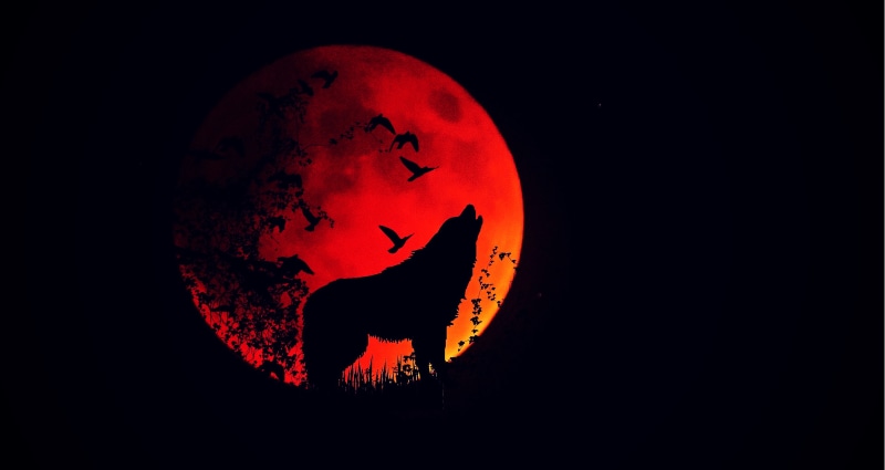 red, shape, wolf, planetary moon, 4K, fire moon, circle, outdoors, night, silhouette, beauty in nature, space, eclipse, no people, animal, geometric shape