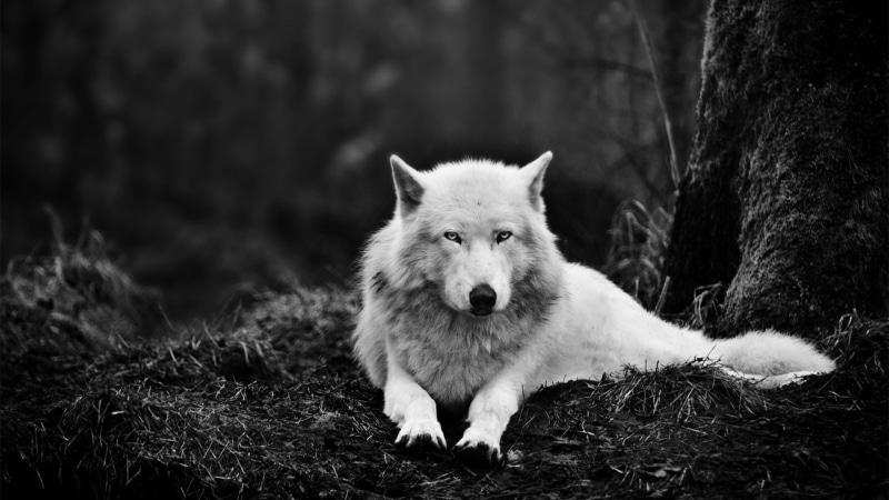 grayscale, vertebrate, domestic, sitting, animals in the wild, plant, looking at camera, tree, land, animal wildlife, mammal, portrait, one animal, photo