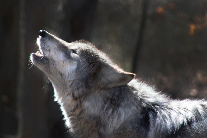 cat, outdoors, mammal, howl, grey fox, domestic animals, looking, eating, raccoon, pet, looking away, profile view, snout, pets, food, gray, red wolf, howling