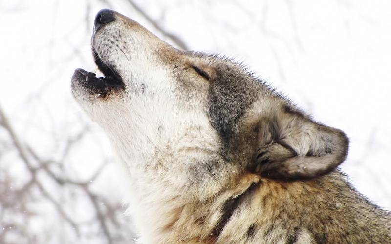 howling, animals, winter, snow, wolf, tan, howl, white, 1080P