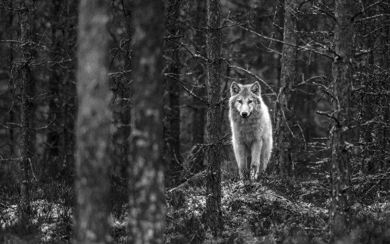 animals in the wild, mammal, trunk, photo, nature, day, forest, animal wildlife, land, woman, looking at camera, plant, animal themes, tree, vertebrate