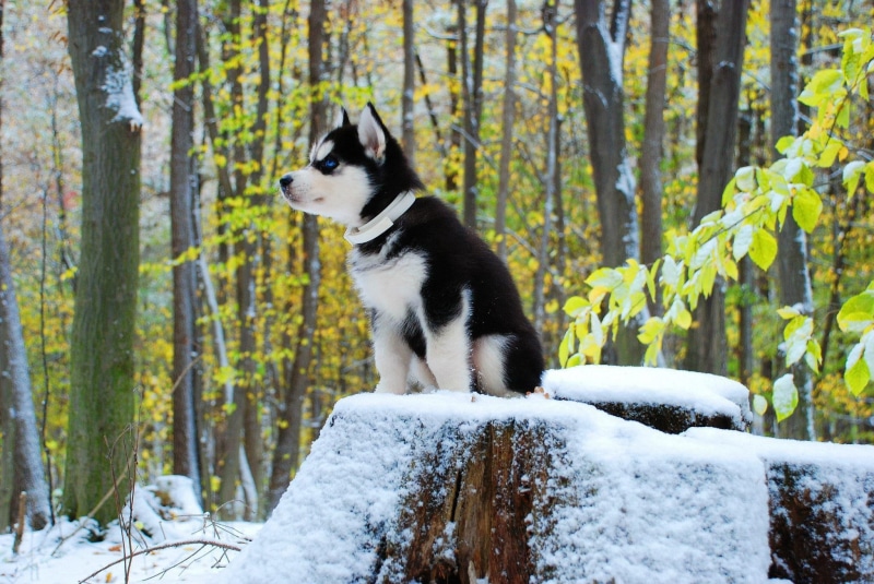 domestic animals, tree, land, Siberian Husky , husky, mammal, snow, siberian, domestic, animals, day, vertebrate, no people, white, animal, nature, pets