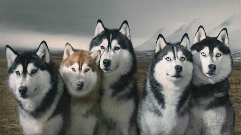 siberian, wolves, pack, huskies, 1080P, husky, dogs, alaskan, group, siberian huskies, animals