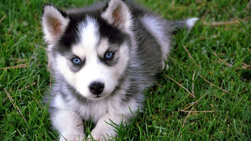 vertebrate, siberian, young animal, animal themes, puppy, animals, 1080P, black, husky, one animal, dog, day, looking at camera, no people, plant, domestic animals