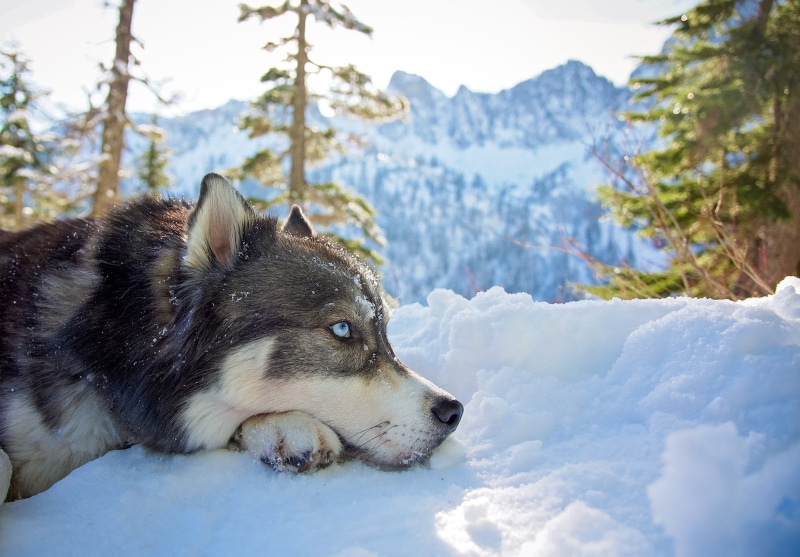 no people, mountain, animals, domestic, 1080P, winter, Siberian Husky, animal, mammal, looking, gray, pets, domestic animals, dog, vertebrate, husky, beauty in nature