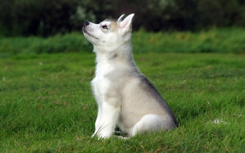 Siberian Husky , nature, animals, one animal, land, animal, animal themes, field, husky, puppy, whisker, 1080P, animals in the wild, gray, vertebrate