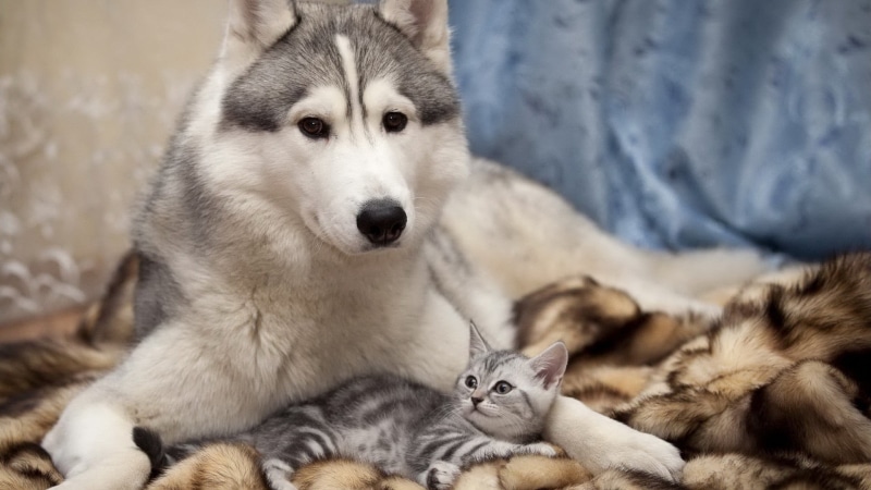 portrait, canine, vertebrate, animal head, cat, 1080P, sitting, animals, domestic, siberian, mammal, young animal, animal, togetherness, pets, looking at camera