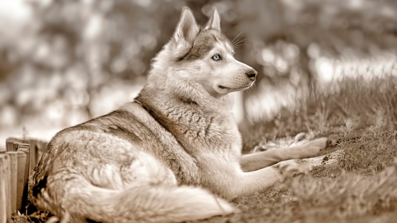 selective focus, animal, relaxation, looking, day, canine, white, outdoors, land, one animal, looking away, gray, no people, domestic animals, dog, animals in the wild