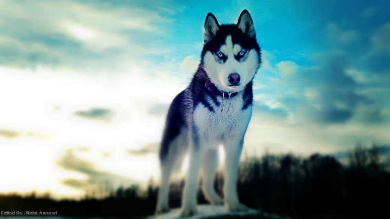 digital composite, pets, dog, white, running, animal, Siberian Husky, day, looking at camera, cloud - sky, canine, mammal, vertebrate, 1080P, portrait