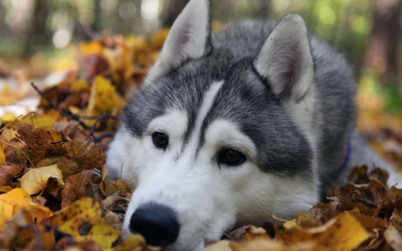 beauty In Nature, siberia, white, beautiful, wolf, mammal, fur, relaxation, canine, animals, human Face, animal, Siberian Husky, domestic, forest, siberian