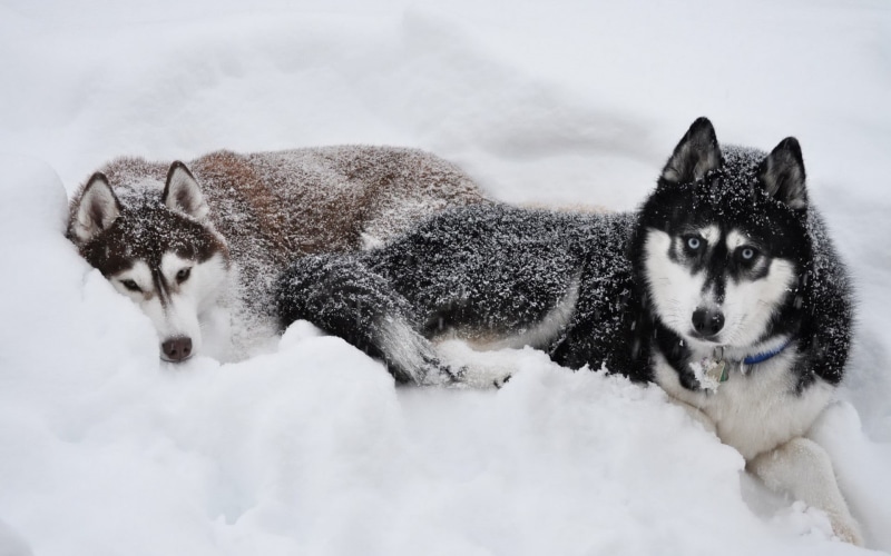 black, nature, siberian, pets, animal, Siberian Husky , two, 1080P, field, covering, vertebrate, domestic animals, snowing, animal themes, one animal