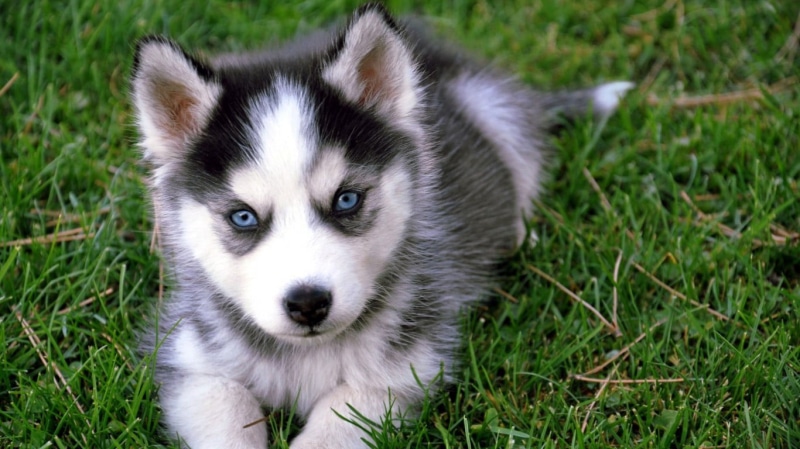 dog, animal themes, field, baby animals, grass, animal head, portrait, sled dog, domestic animals, Siberian Husky , plant, 720P, canine, puppies, young animal