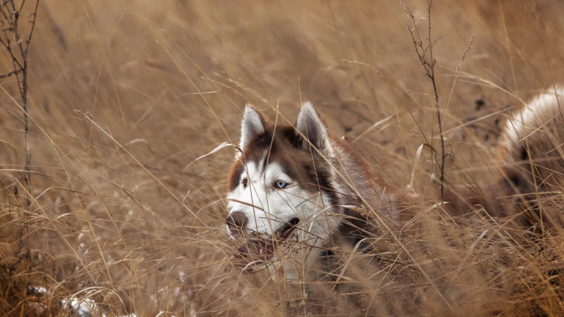 husky, Siberian husky, siberian, 1080P, Dog