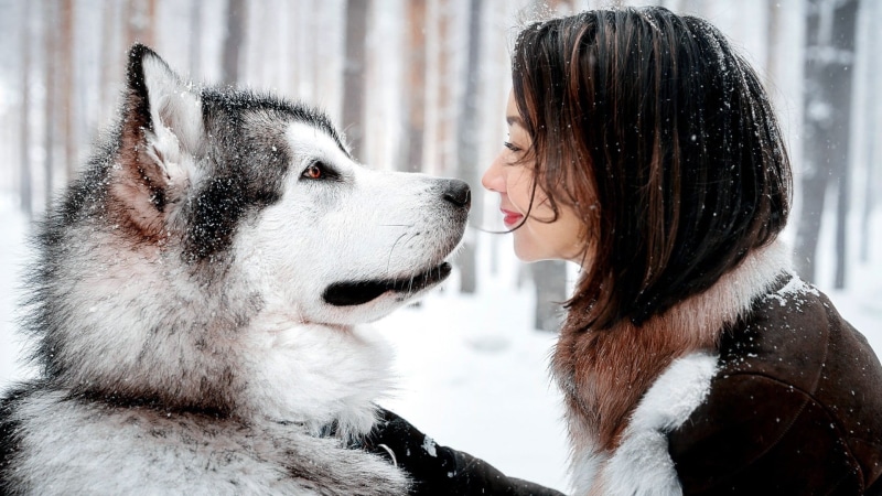 women outdoors, looking, day, one person, profile view, front, siberian Husky, mammal, warm clothing, cute, husky, brown jacket, snow, smiling, dog, animal