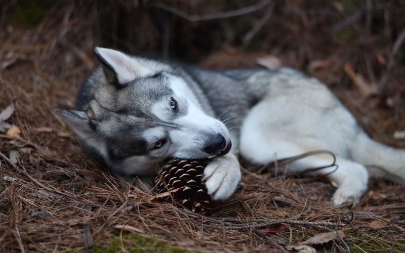 playing, pine, siberian, young animal, cone, adult, relaxation, mammal, sled dog, pets, one animal, animal, animal body part, vertebrate, fruit, biting