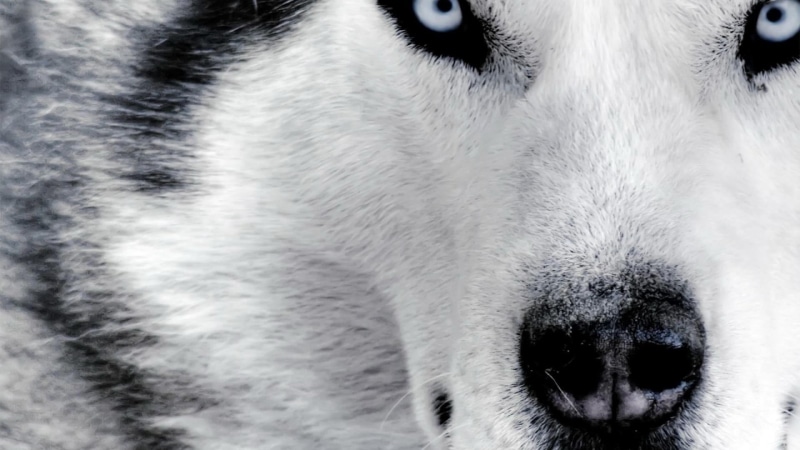 animal head, eye, husky, dog, siberian, looking away, mammal, close-up, one animal, animal nose, gray, animal body part, animal eye, no people, pets, domestic