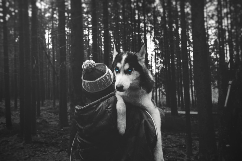 domestic, tree trunk, vertebrate, dog, selective coloring, land, person, forest, grayscale, Siberian Husky , photo, mammal, pets, siberian, plant, canine