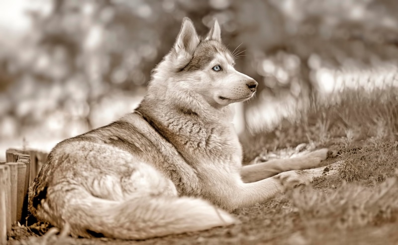 sitting, siberian, blue eyes, nature, running, summer, canine, selective focus, purebred Dog, portrait, beauty In Nature, cute, animals, one Animal, friendship