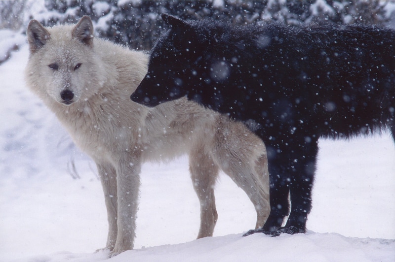 animals in the wild, nature, animal, snowing, snow, white, animals, animals hunting, black, one animal, mammal, two, outdoors, winter, 720P, wolf, snowcapped mountain
