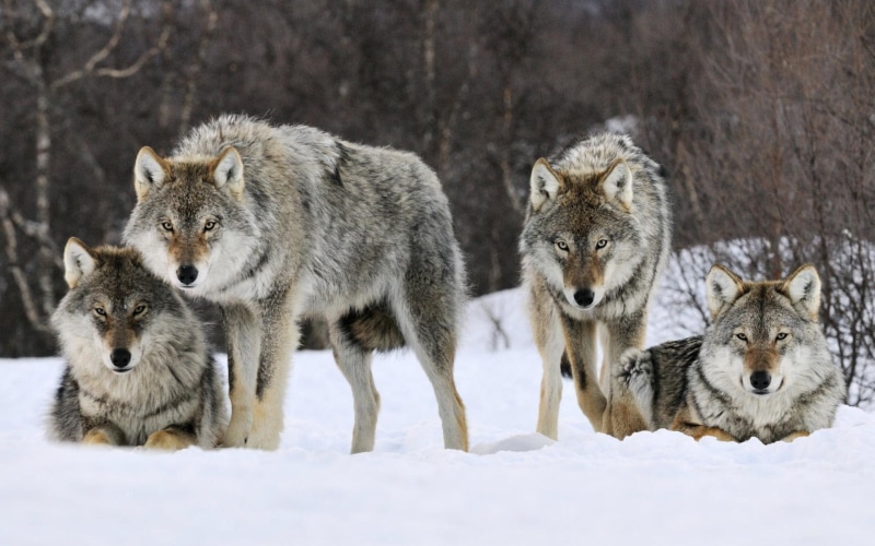 spirit, beautiful, norway, wolf, wolves, gray, lone wolf, canis lu, snow, 1080P, timber, pack, mythical
