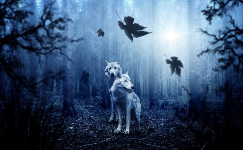 canine, Fall, woves, land, woodland, mammal, domestic, Autumn, Leaves, photomanipulation, animal wildlife, vertebrate, Fantasy, domestic animals