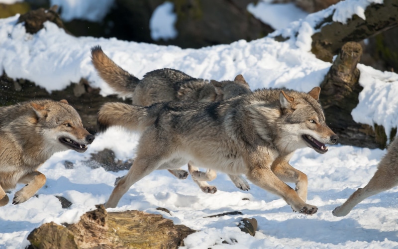 wolf, three animals, day, pack, winter, animal wildlife, domestic animals, no people, snow, animals in the wild, focus on foreground, 1080P, nature, outdoors