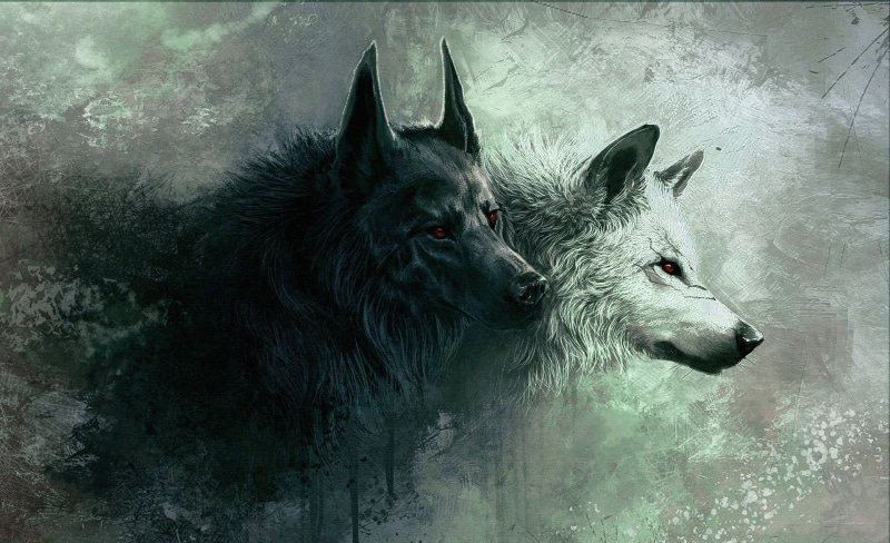 environment, animal themes, wolf, outdoors, snow, domestic, family, domestic animals, animal, cold temperature, 1080P, animal wildlife, winter, animal body part