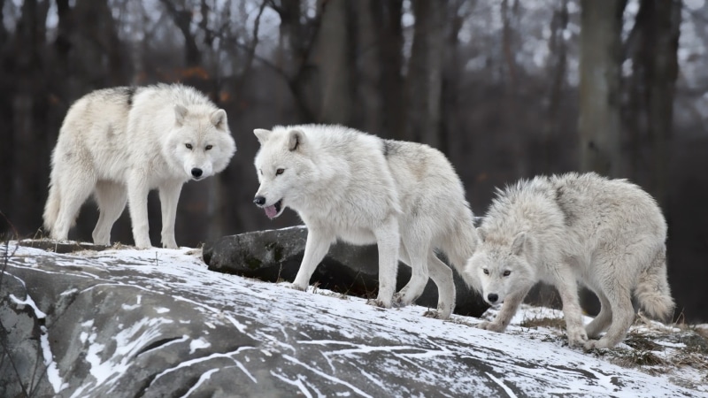 white, wolves, vertebrate, wolf, animals, mammal, three, animal, animals in the wild, bear, animal family, animal themes, no people, hunting, forest, cold temperature