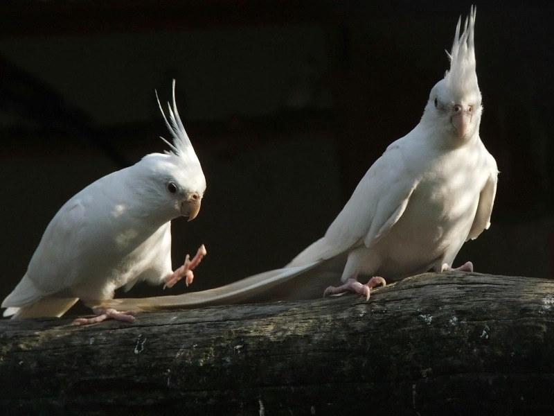 tree, feather, white, outdoors, one Animal, no People, 720P, full length, parrots, black, animal wildlife, cockatiels, beak, group of animals, looking