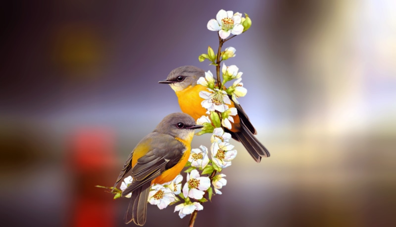 sky, selective focus, rest, yellow, animals in the wild, close-up, bird, black, nature, perching, two, flower head, animal wildlife, beauty in nature, outdoors