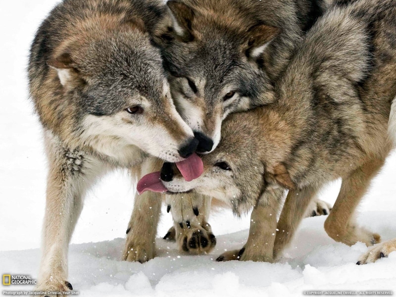 wolves, canine, cold temperature, aggression, no people, three, day, group of animals, pets, two animals, snow, close-up, animal themes, vertebrate, tongues