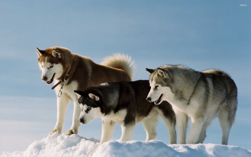 mammal, domestic, mouth open, animals in the wild, no people, two animals, winter, Siberian Husky, animal wildlife, domestic animals, wolf, animal themes
