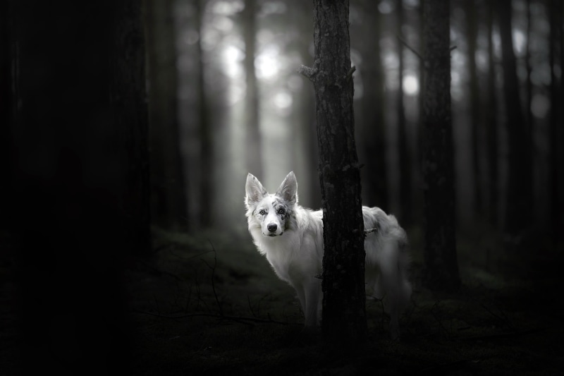 animal, trunk, mammal, domestic, one animal, monochrome, trees, woodland, pets, domestic animals, forest, tree, wolf, land, dog, no people, 1080P, animals