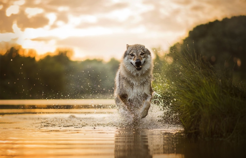 portrait, water, nature, mammal, splashing, animal, gray, outdoors, wolf, one animal, lake, motion, dog, animal wildlife, canine, animal themes, 1080P