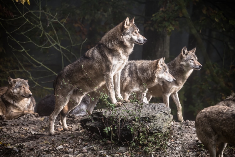 nature, dog, wildpark, carnivore, daytime, wolf, timberwolf, animal, 2K, wolf pack, tierpark, pack, mammal, Bad Mergentheim