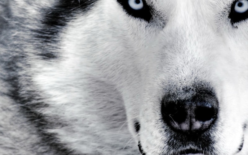 one animal, looking, mammal, domestic animals, white, animal mouth, whisker, no people, animal, animal head, looking away, animal themes, pets, snow, dog