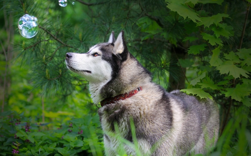 siberian Husky, nature, walk, alaskan Culture, green Color, no people, husky, summer, plant, close-up, land, sled Dog, happiness, white, one animal, purebred Dog