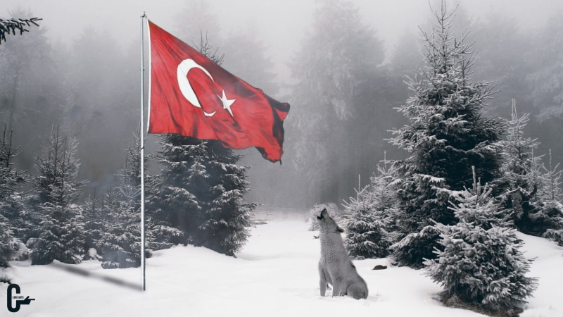 forest, nature, 1080P, bozkurt, wolf, snow