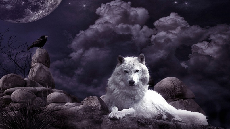 night sky, raven, wolf, moon, artwork, 1080P, art, mystic, night, fantasy art, white wolf, crow