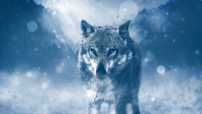 photo manipulation, white, cold, blue, wolf, gray, 4K, snow