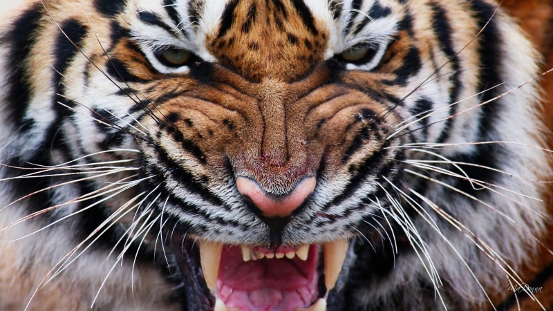 savage, tiger, 1080P, stripe, animals, ferocious, animal, big cat, fierce, eyes, wild, iv, teeth