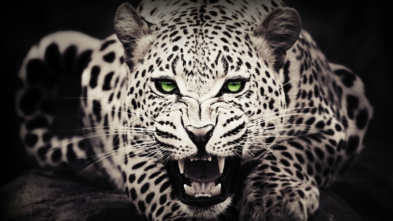 wild, eyes, animals, wild animal, wild cat, green eyes, wildlife, cat, 1080P