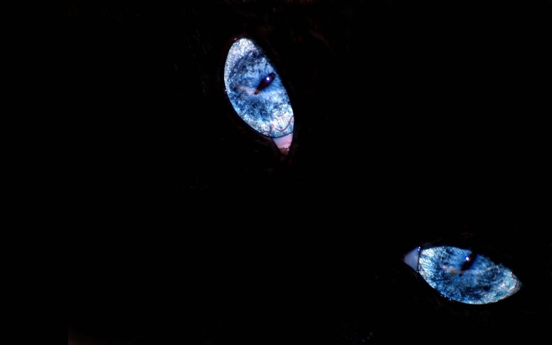 animals, eye, moon, science, no people, glowing, 1080P, nature, cat, astronomy, space, close-up, technology, black background, space exploration, minimalism