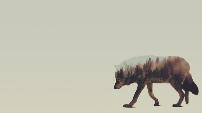 white background, wolf, brown, 1080P, standing, full length, animal representation, animals, animal, double exposure, side view, painting, vertebrate