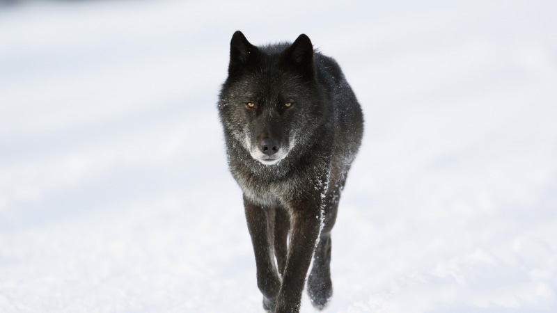 winter, snow, wolf, dog, 2K, predator, black