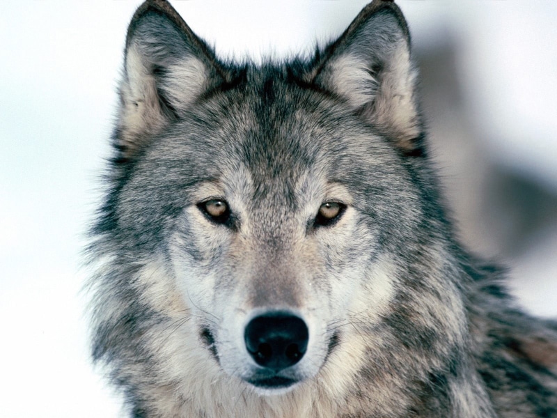 one animal, animals, wolf, animal body part, brown, close-up, animal head, canine, nature, survival, winter, animal eye, 720P, looking at camera, domestic